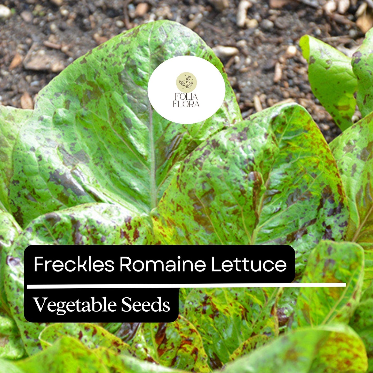 1000 Freckles Romaine Lettuce Seeds – Heirloom, Non-GMO, Speckled Red & Green Leaves