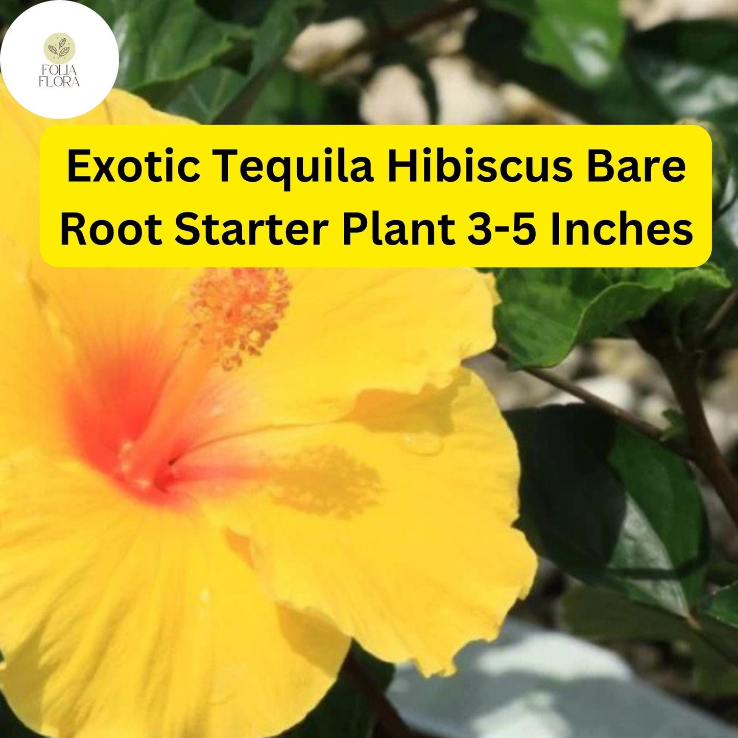 1 Hibiscus rosa-sinensis 'Tequila' - Exotic Tequila Hibiscus Live Bare Root Starter Plant 3-5 Inches