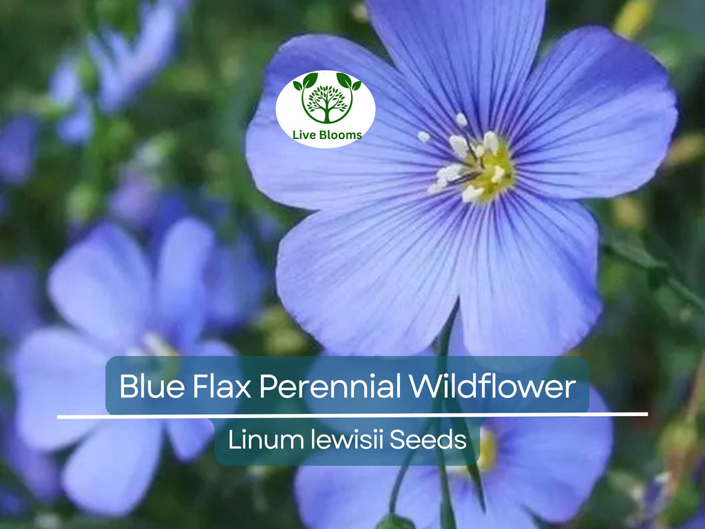 500 Seeds Blue Flax Perennial Wildflower Linum lewisii - Non-GMO American Native, Drought Tolerant, Beautiful Blooms, Pollinator Friendly