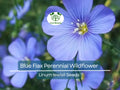 500 Seeds Blue Flax Perennial Wildflower Linum lewisii - Non-GMO American Native, Drought Tolerant, Beautiful Blooms, Pollinator Friendly