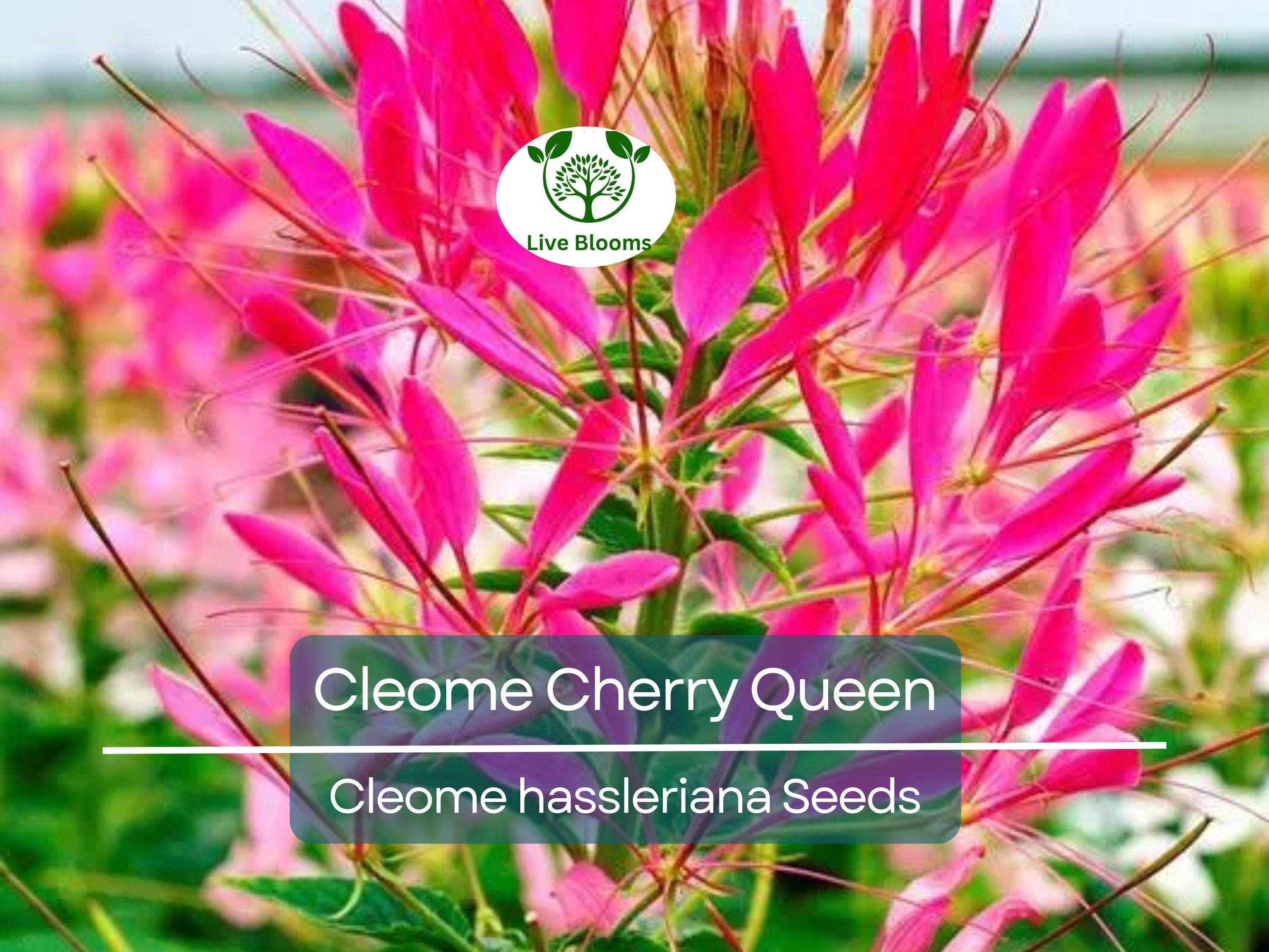 200 Seeds Cleome Cherry Queen, Spider Plant, Attracts Butterflies & Bees, Non-GMO, Vibrant Pink Flowers, Cleome hassleriana