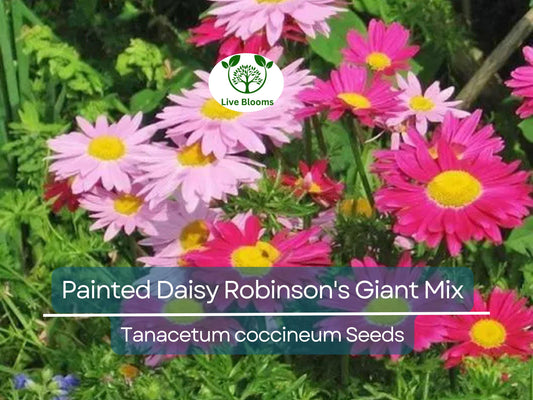 100 Seeds Painted Daisy Robinson's Giant Mix Perennial - Huge Cut Flowers, Non-GMO, Long-Lasting, Easy to Grow