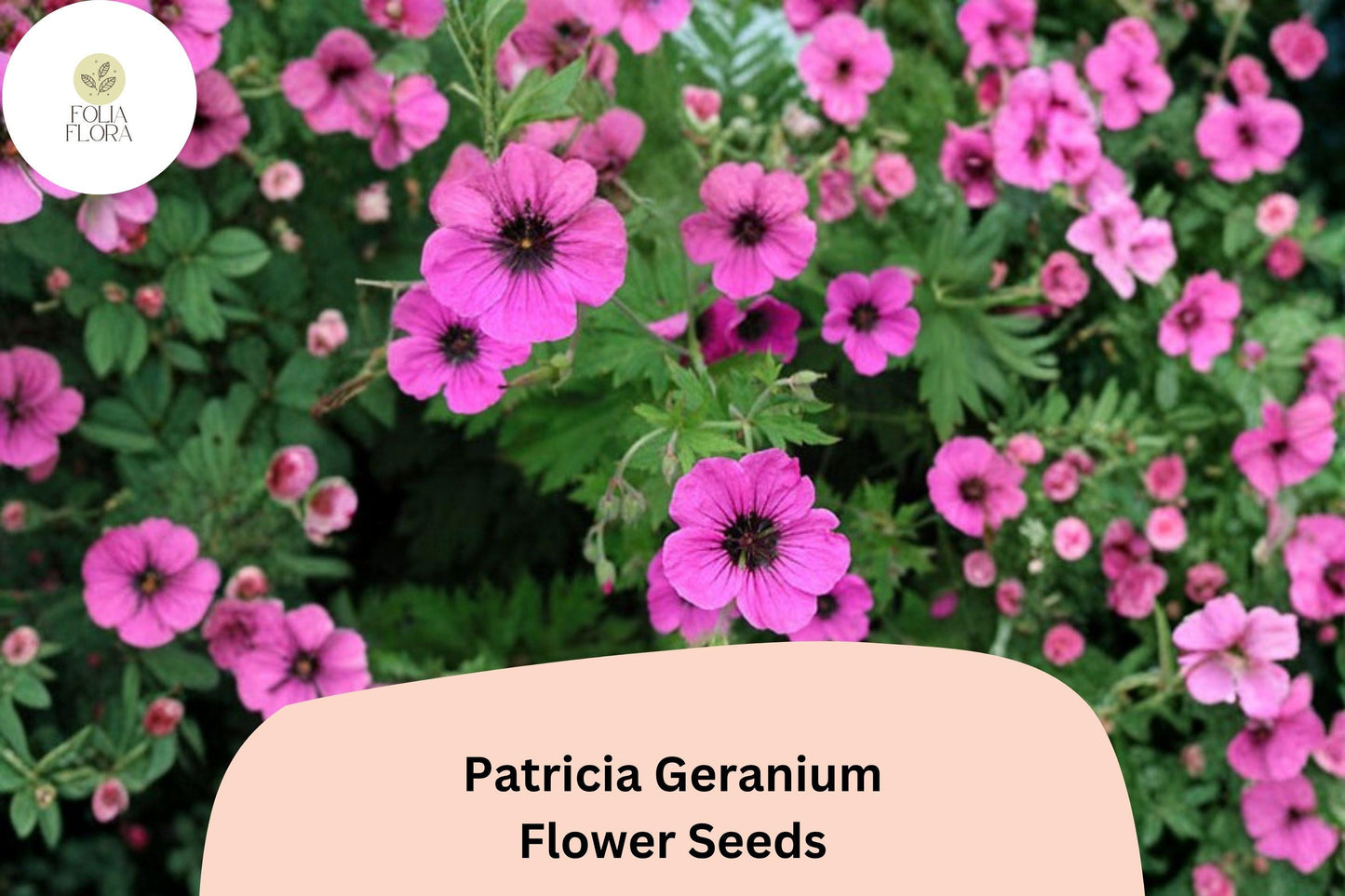 25+ Patricia Geranium Seeds | Hardy Perennial | Magenta-Purple Flowers for Garden Borders & Pollinator Gardens