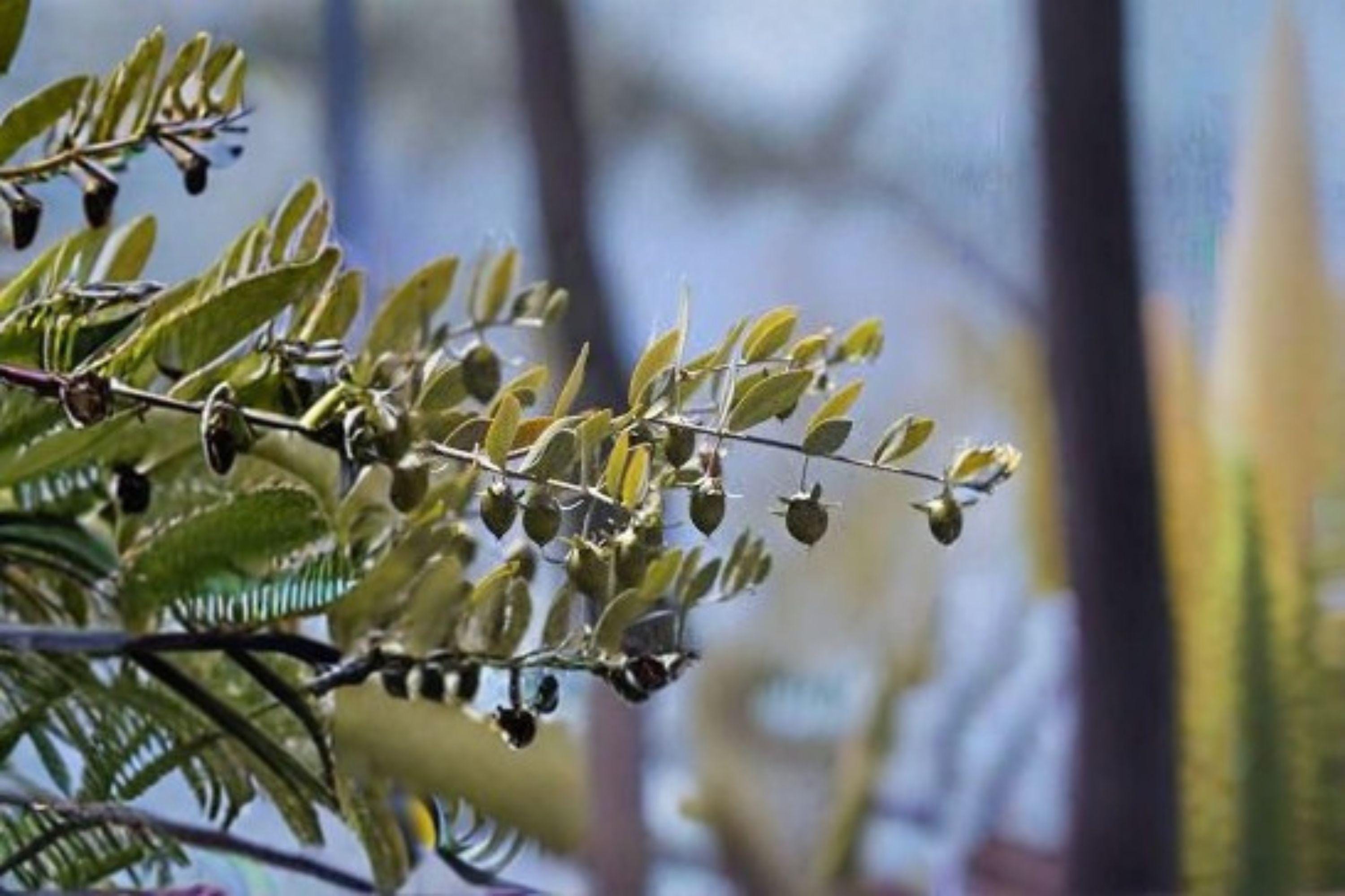 Jojoba – Simmondsia chinensis 5 Seeds | Desert Evergreen Shrub | Drought Tolerant | Jojoba Oil Plant