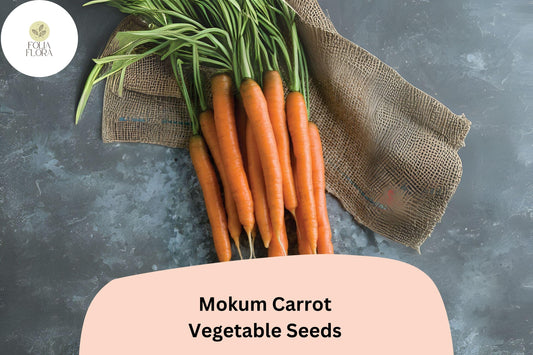 1000+ Mokum Carrot Seeds – Sweet, Crisp, Early Maturing Hybrid Carrots