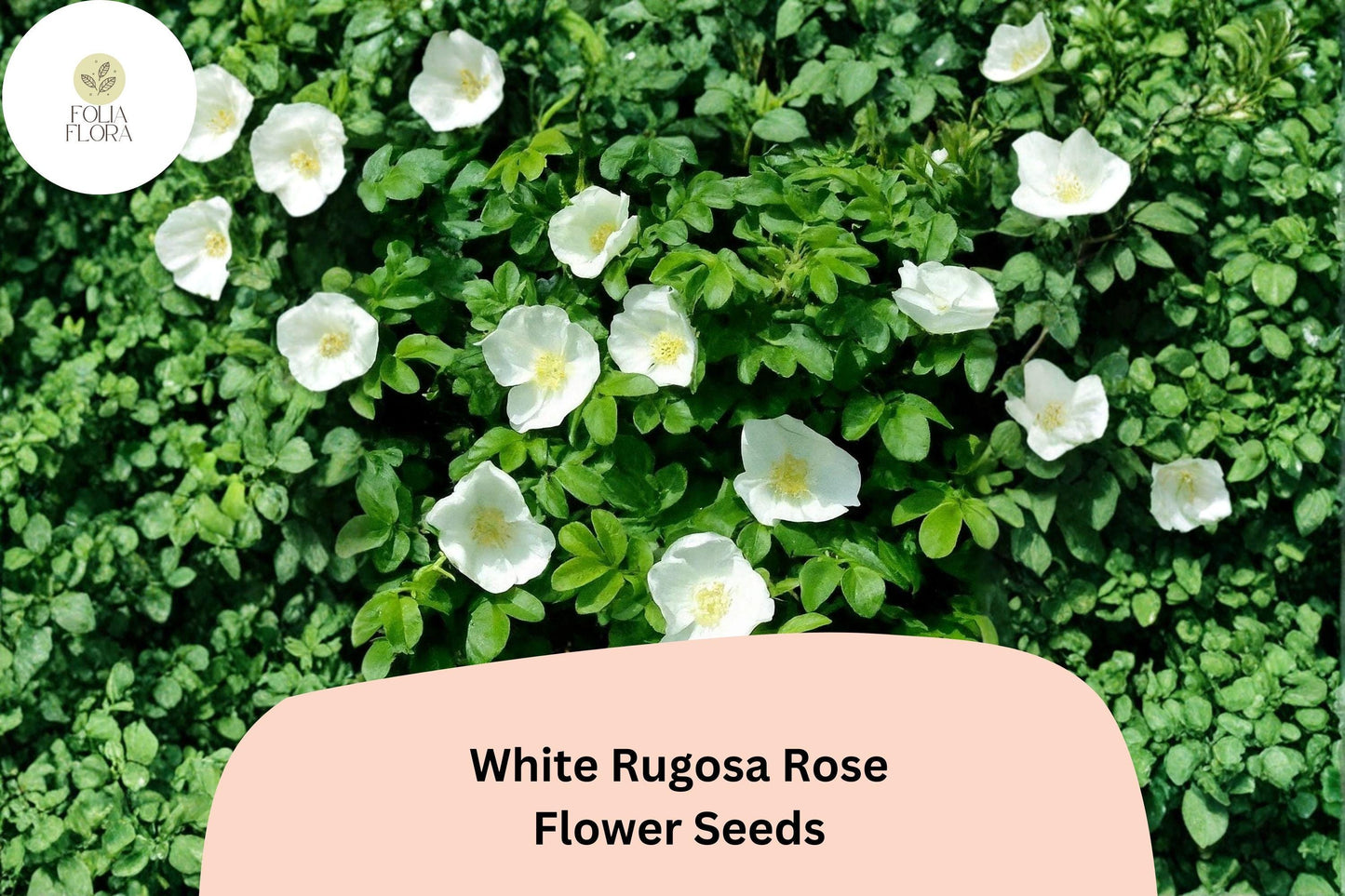 White Rugosa Rose Seeds – 25 Rosa rugosa Alba | Hardy Fragrant Flowering Shrub for Garden & Landscape