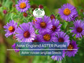 500 Seeds New England ASTER Purple, Perennial, Heirloom, Fall Planting, Non-GMO, Attracts Pollinators, Beautiful Purple Blooms