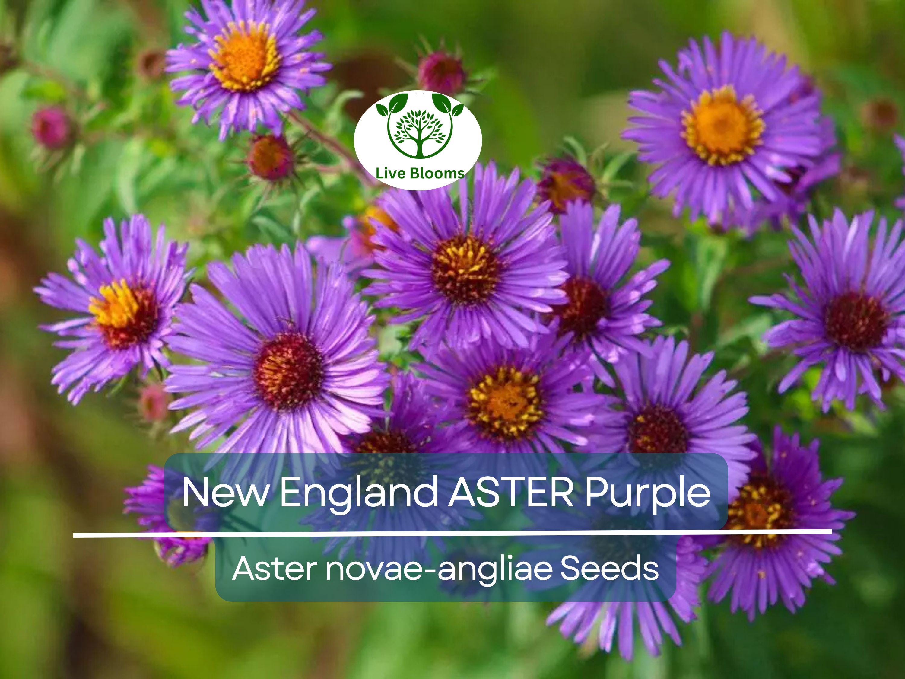 500 Seeds New England ASTER Purple, Perennial, Heirloom, Fall Planting, Non-GMO, Attracts Pollinators, Beautiful Purple Blooms