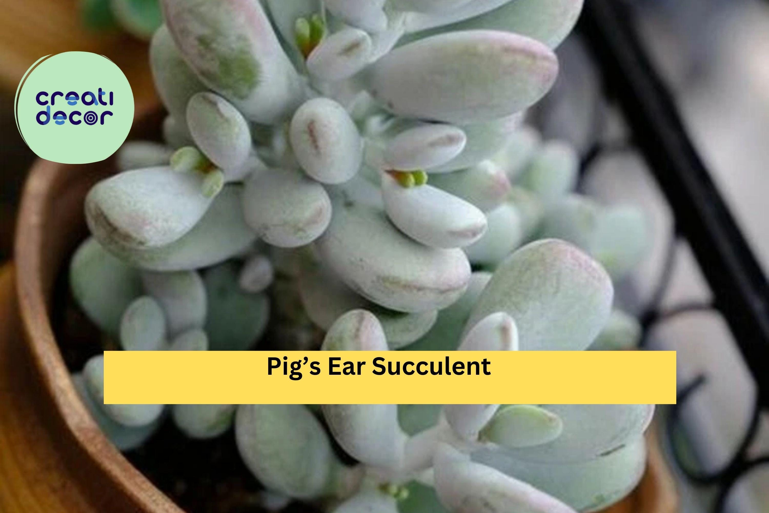 Cotyledon Orbiculata Succulent Plant – Live Rooted 2" Pot, Indoor Decorative Succulent, Easy Care Houseplant, Silver Green Leaves, Gift Idea