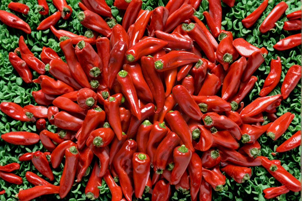 Sonora – Mild Hot Pepper 25 Seeds | Mild Heat Chili | Long Green Pods | Great for Roasting & Fresh Use