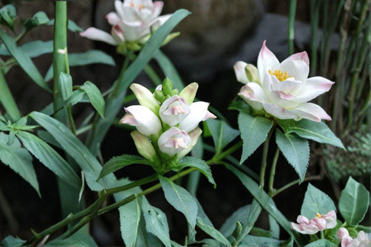 White Turtlehead – Chelone glabra Seeds | 50 Seeds | Native Flower | Moist Shade Pollinator Plant