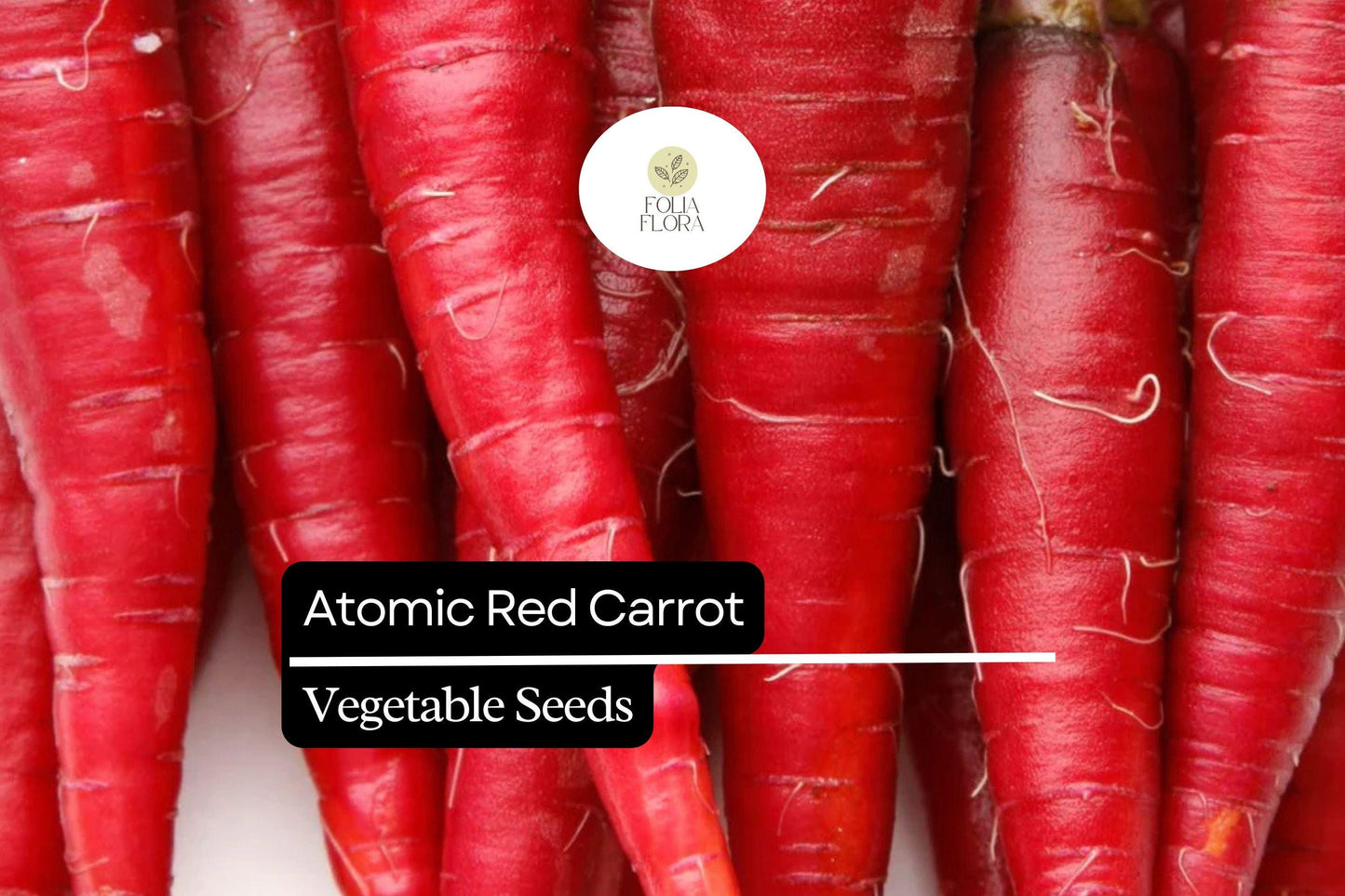 150 Seeds Atomic Red Carrot (Daucus carota) – Vibrant, Nutrient-Rich Red Carrot Variety