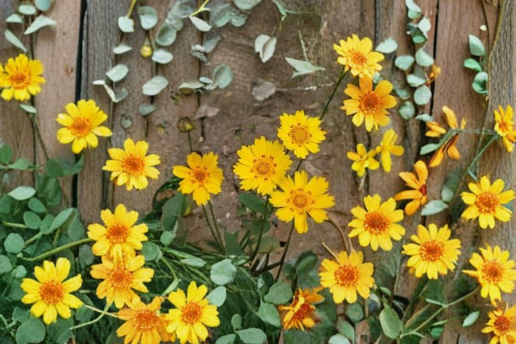 Picta Tickseed – Coreopsis nuecensis Seeds | 30 Seeds | Bright Yellow Wildflower | Drought-Tolerant Garden Favorite