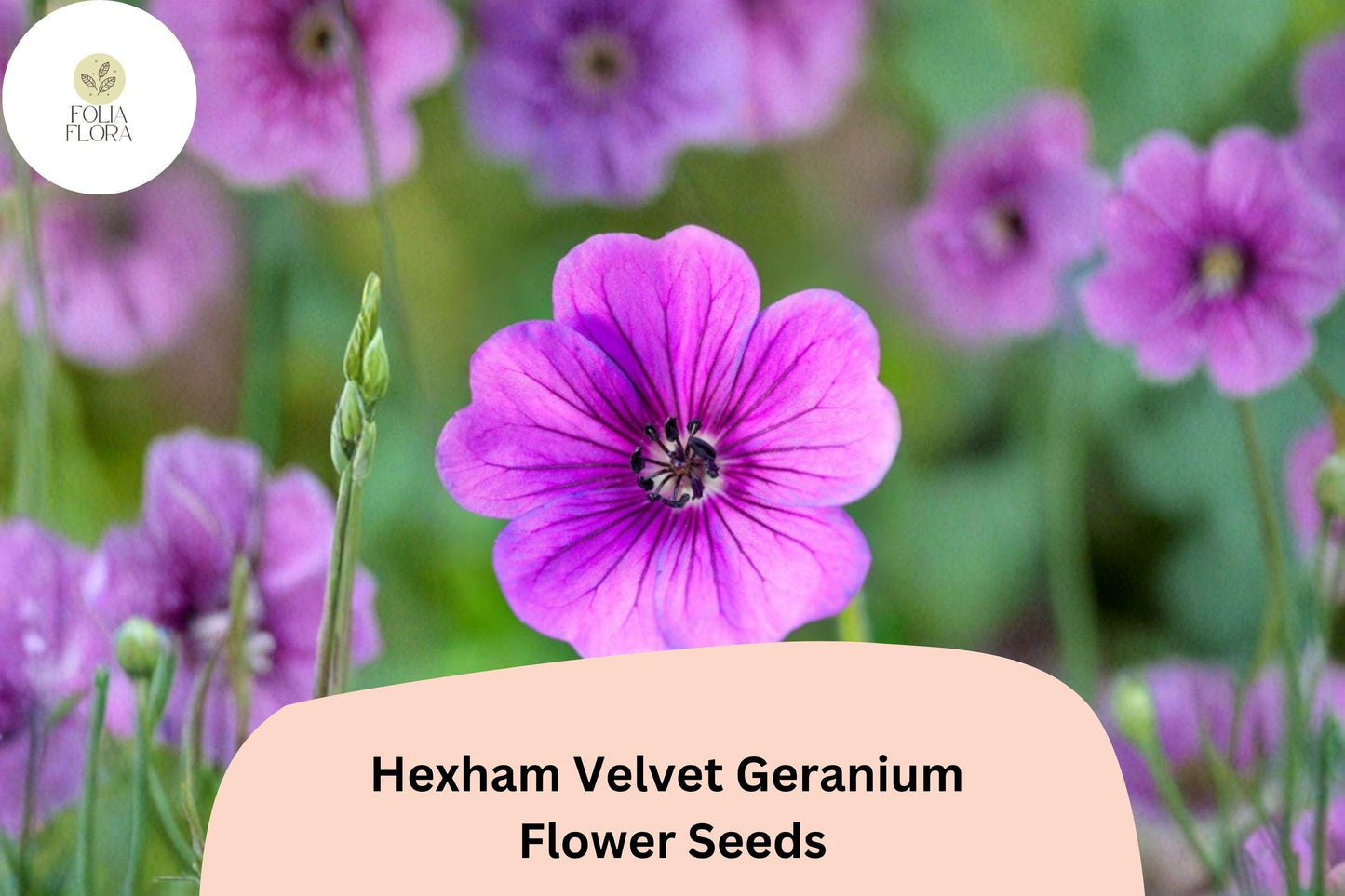 25+ Hexham Velvet Geranium Seeds for Garden Planting – Rich Purple Blooms, Hardy Perennial Flower