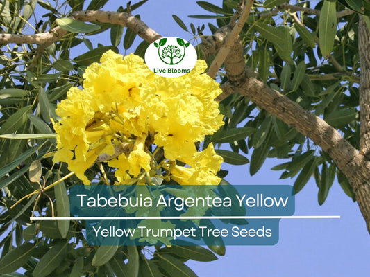 10 Seeds Tabebuia Argentea Yellow (Yellow Trumpet Tree) for Planting - Vibrant Yellow Flowers, Tropical, Garden, Landscaping, Ornamental