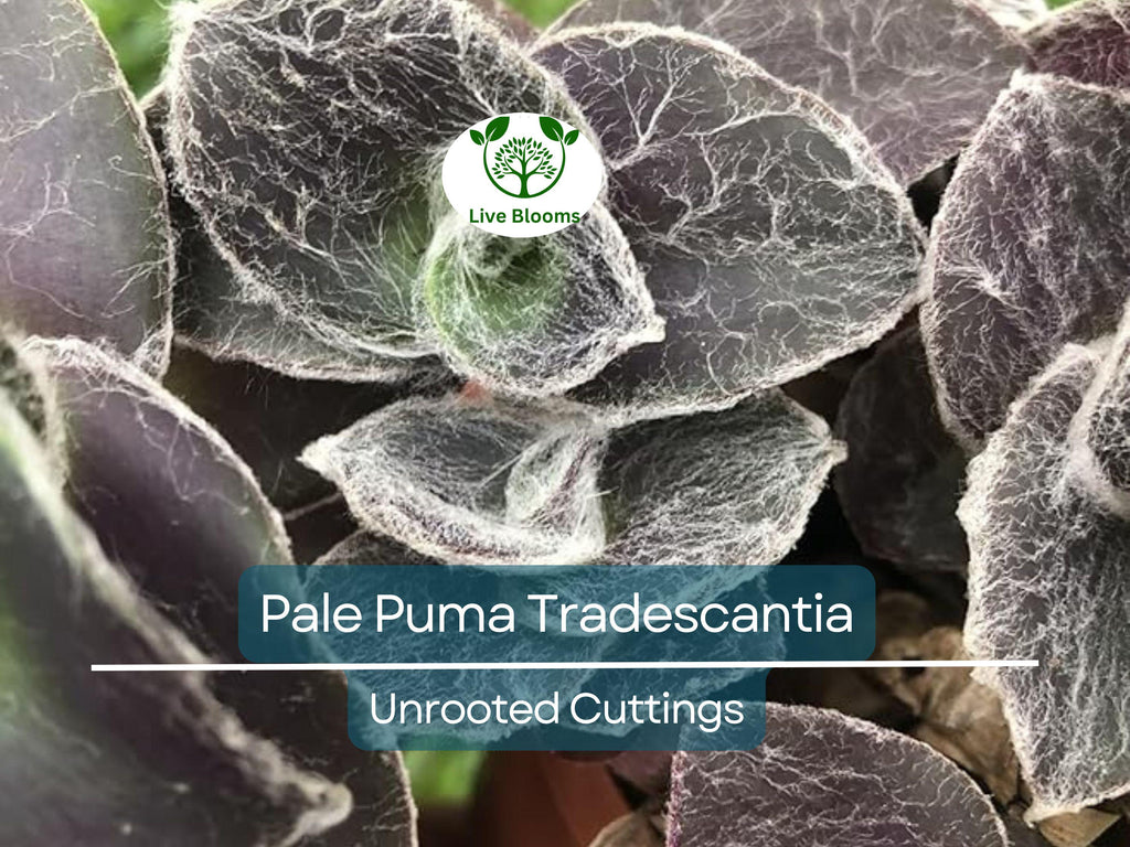 5 Tradescantia Wandering Jew 'Pale Puma' Unrooted Cuttings, Fuzzy Purple Plant, Tradescantia pallida, Indoor Plant, Rare Colorful Cuttings