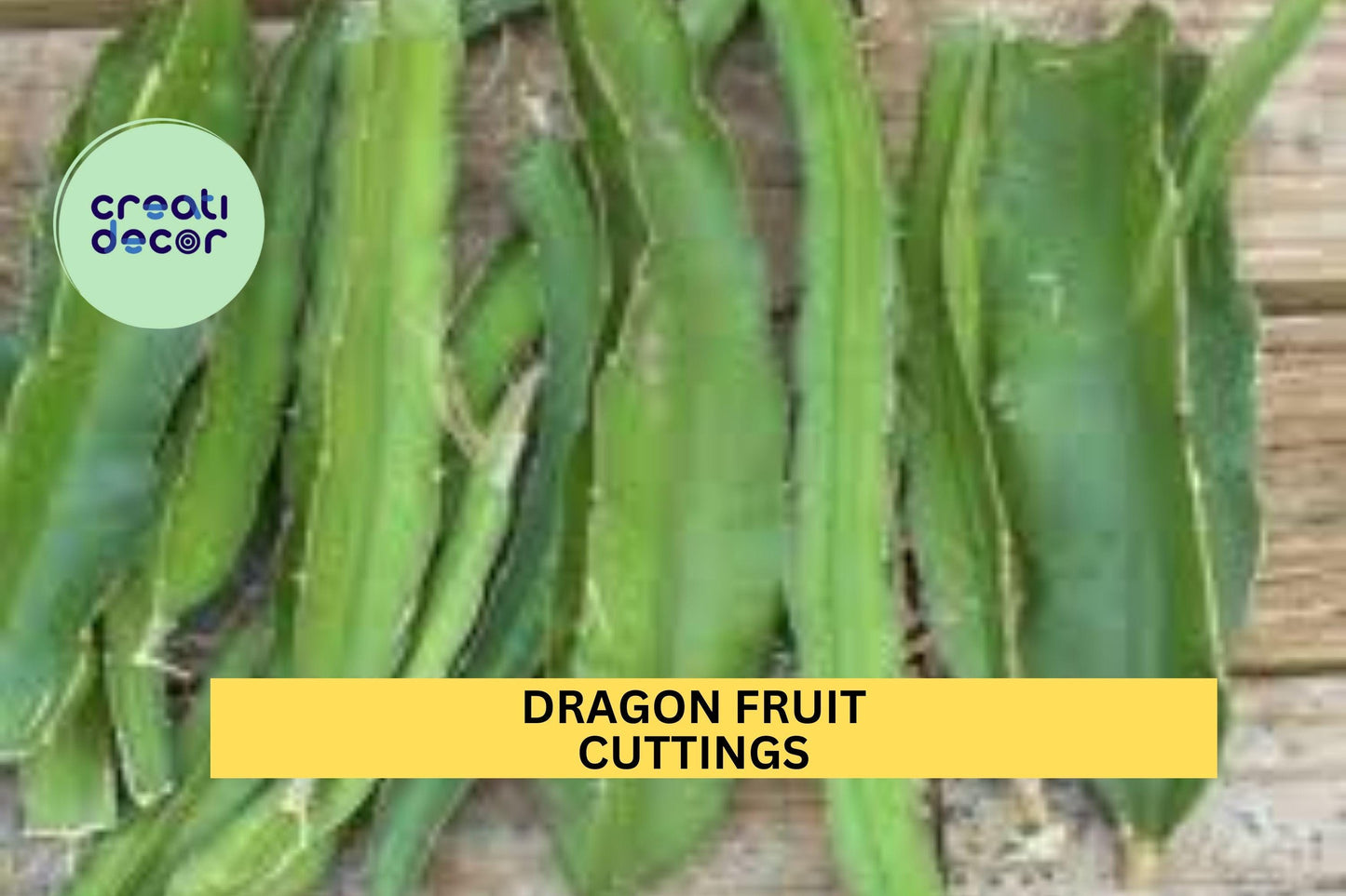 4 Dragon Fruit Cuttings – 8–14" Long Hylocereus Cactus Stems | Unrooted Starts for Growing in Pots, Trellises, or Tropical Gardens