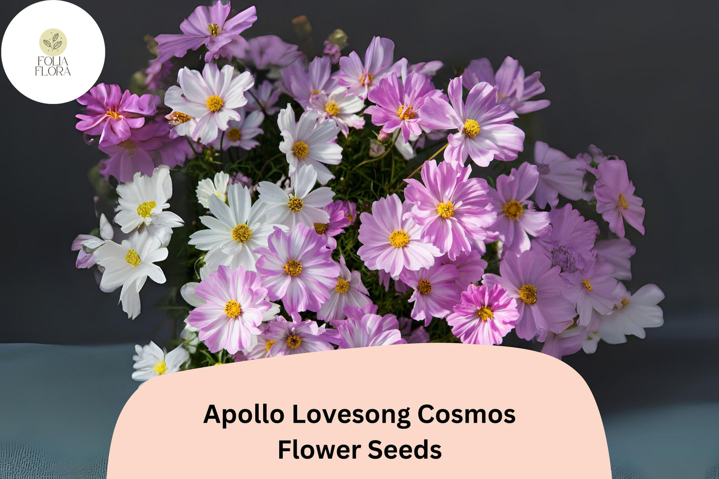 200+ Apollo Lovesong Cosmos Seeds | Cosmos Bipinnatus Pink & White Flower Garden Planting
