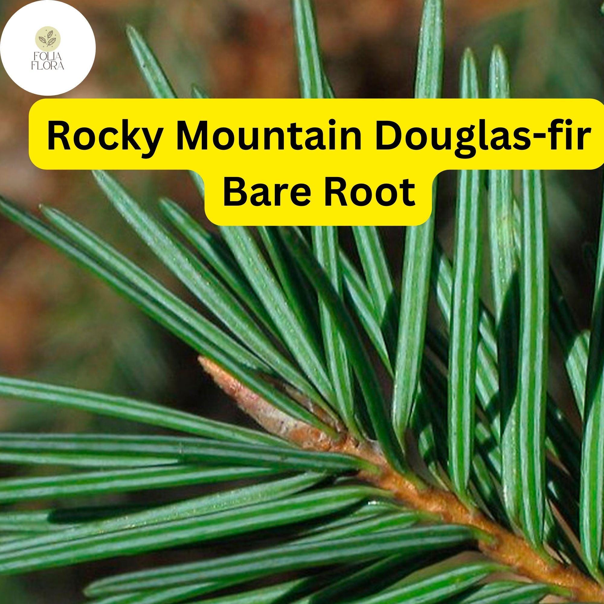 1 Bare Root Live Plant Rocky Mountain Douglas-fir Tree, Pseudotsuga menziesii, Hardy Evergreen for Landscaping
