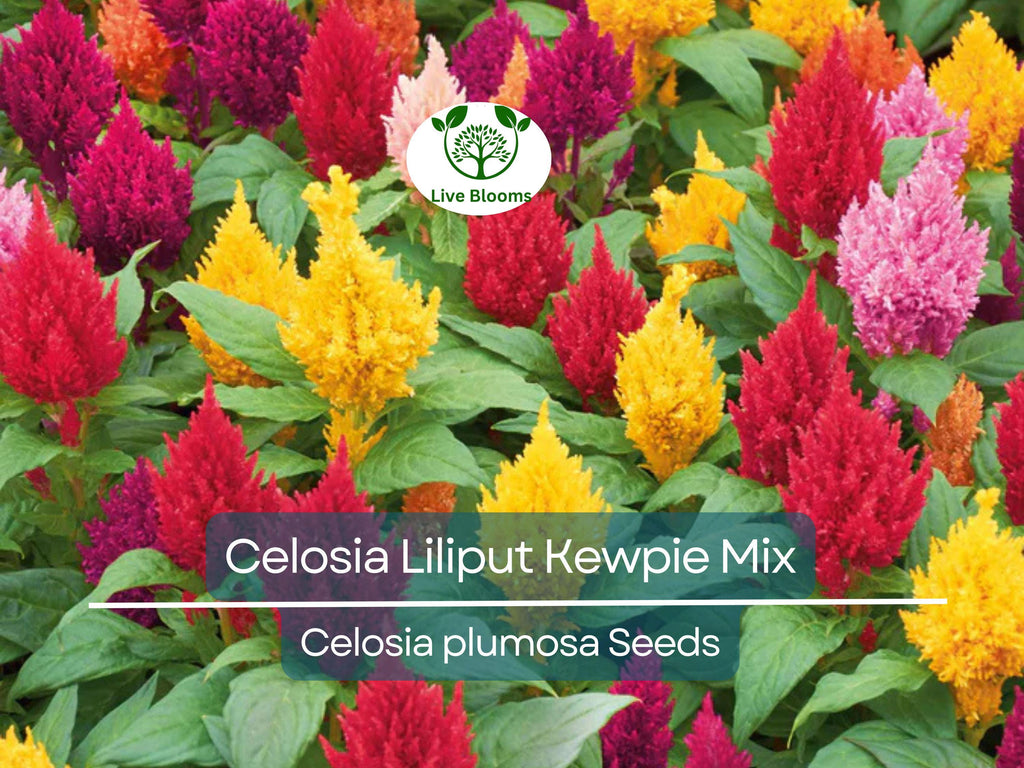 200 Seeds Celosia Plumosa LILLIPUT KEWPIE Mix, Dwarf Variety for Borders & Containers, Non-GMO, Vibrant Color, Easy to Grow, Annual Flowers