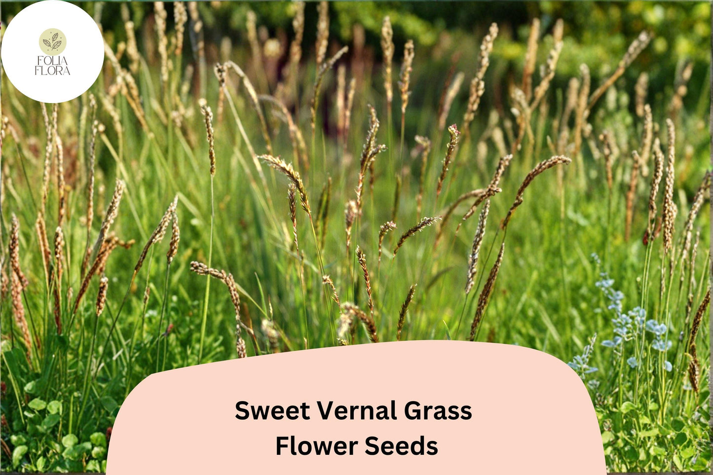 300 Sweet Vernal Grass Seeds (Anthoxanthum odoratum) – Fragrant Ornamental Grass for Garden or Meadow
