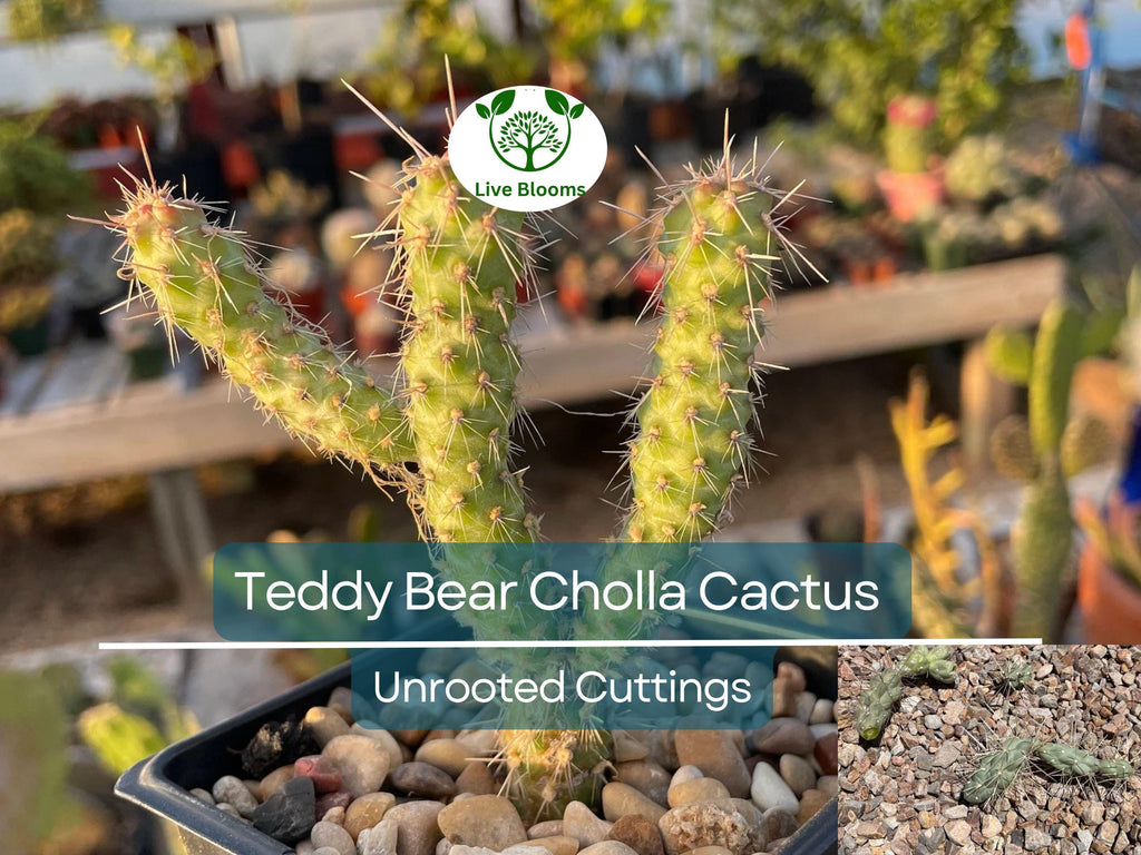 5 Cylindropuntia Fulgida Teddy Bear Cholla Cactus Cuttings - Unique Prickly Pear Cactus Segments for Propagation & Desert Gardens