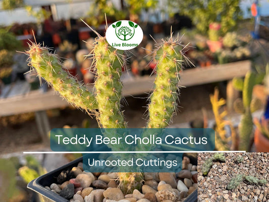 5 Cylindropuntia Fulgida Teddy Bear Cholla Cactus Cuttings - Unique Prickly Pear Cactus Segments for Propagation & Desert Gardens