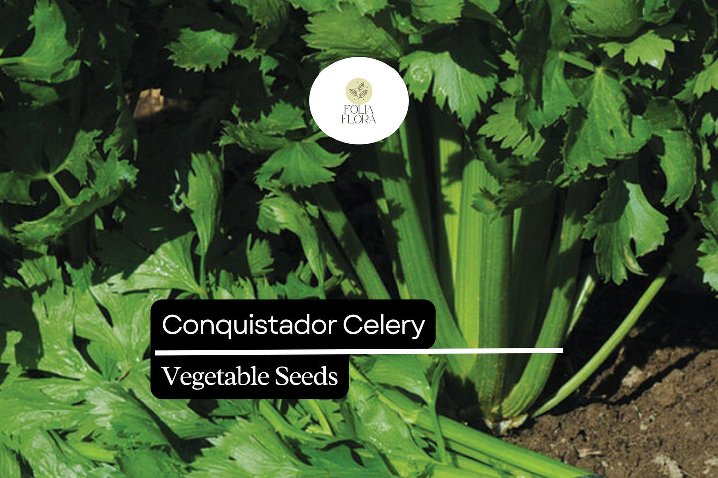 100 Seeds Conquistador Celery (Apium graveolens) – Crisp, Flavorful, High-Yield Variety