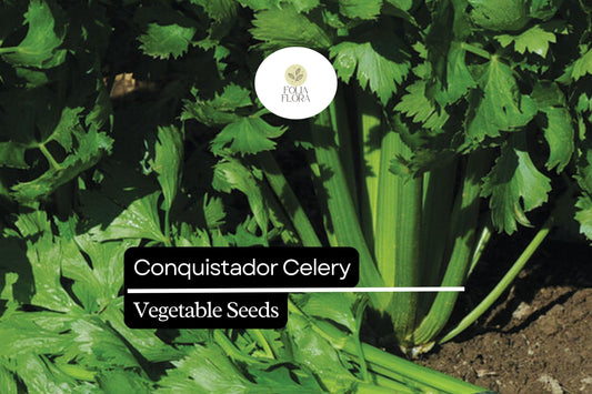100 Seeds Conquistador Celery (Apium graveolens) – Crisp, Flavorful, High-Yield Variety