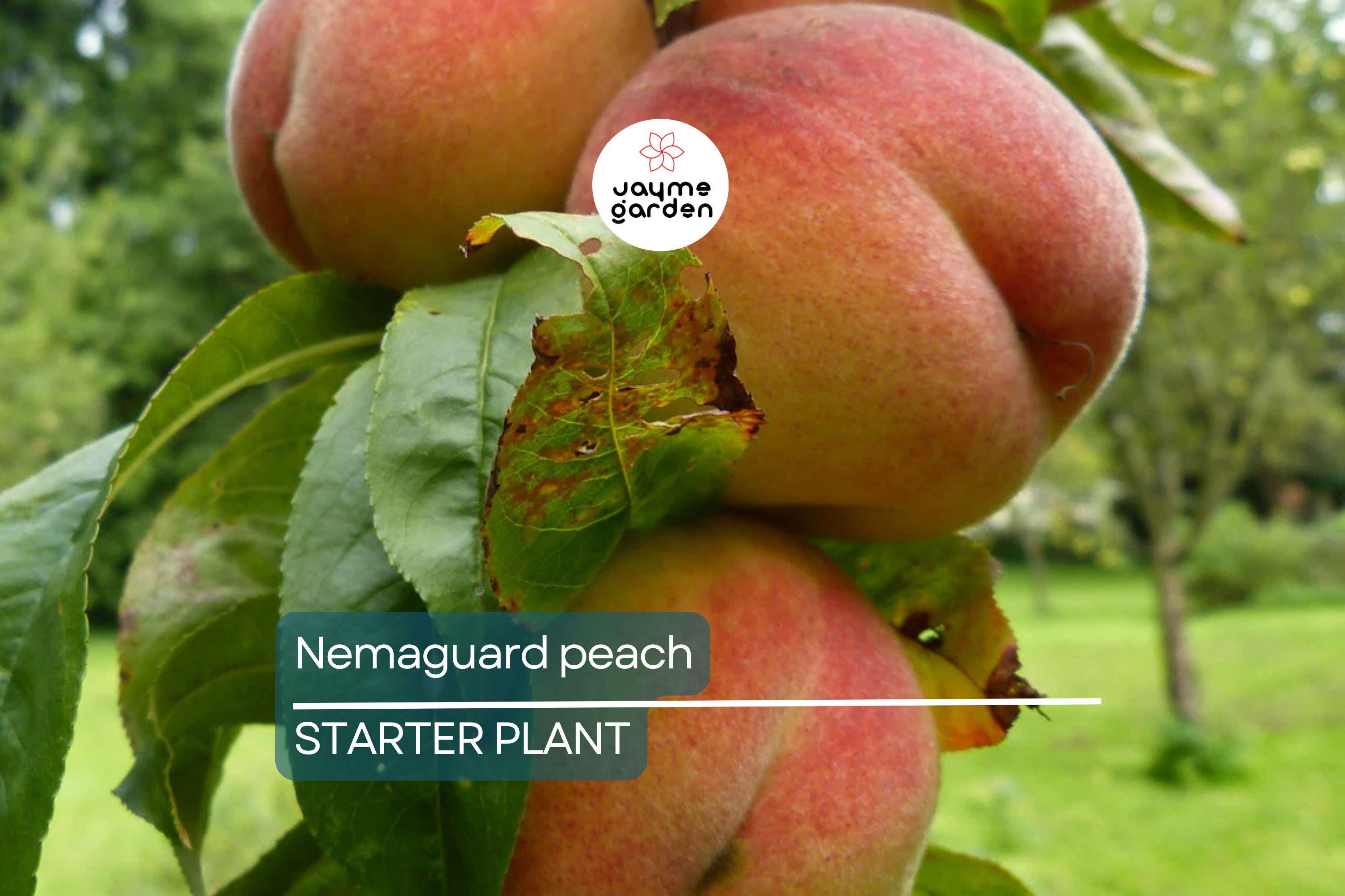 Nemaguard Peach Starter Plant (6-8 Inches Tall) | Live Healthy Seedling | Deciduous Tree | Easy to Grow | Great for Landscaping