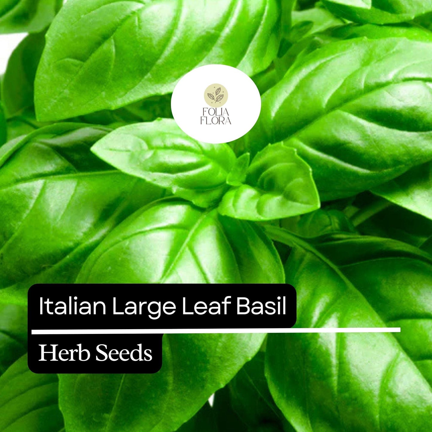 200 Italian Large Leaf Basil Seeds – Heirloom, Non-GMO, Aromatic & Flavorful Herb