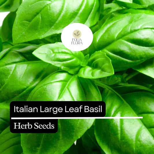 200 Italian Large Leaf Basil Seeds – Heirloom, Non-GMO, Aromatic & Flavorful Herb