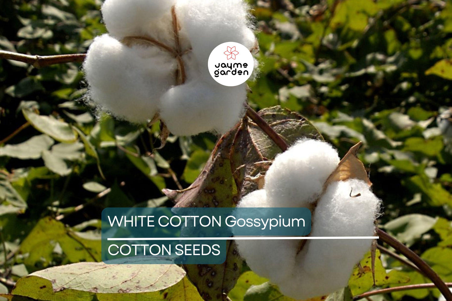 38 White Cotton Seeds - Gossypium - Non-GMO USA Seller, Best Price, Spring/Fall Bloom