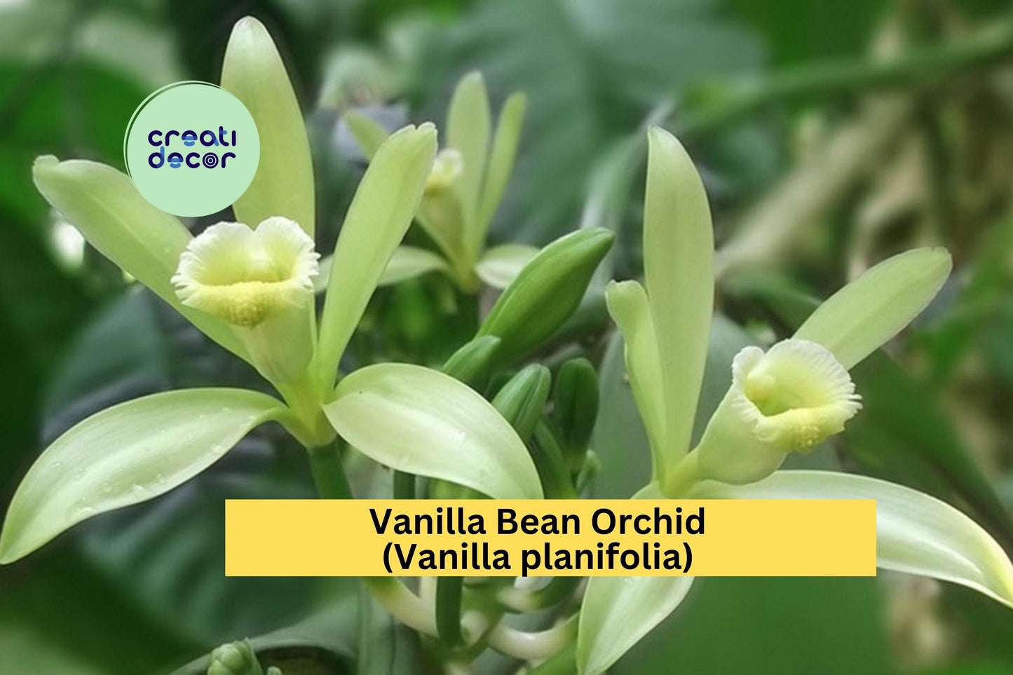 1 Vanilla Bean Orchid – Vanilla planifolia Live Cutting with Aerial Roots, Tropical Climbing Orchid Starter Plant for Indoor Growing