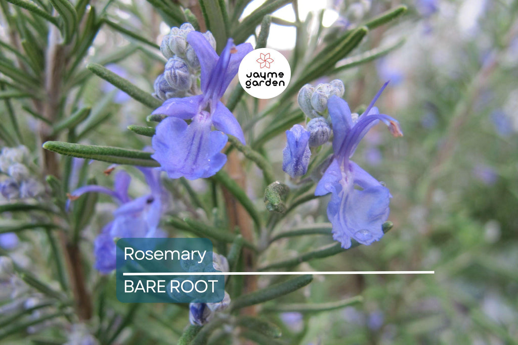 Organic Rosemary Herb Live Plant - Bare Rooted, Ready to Plant - Indoor/Outdoor Herb for Gardens