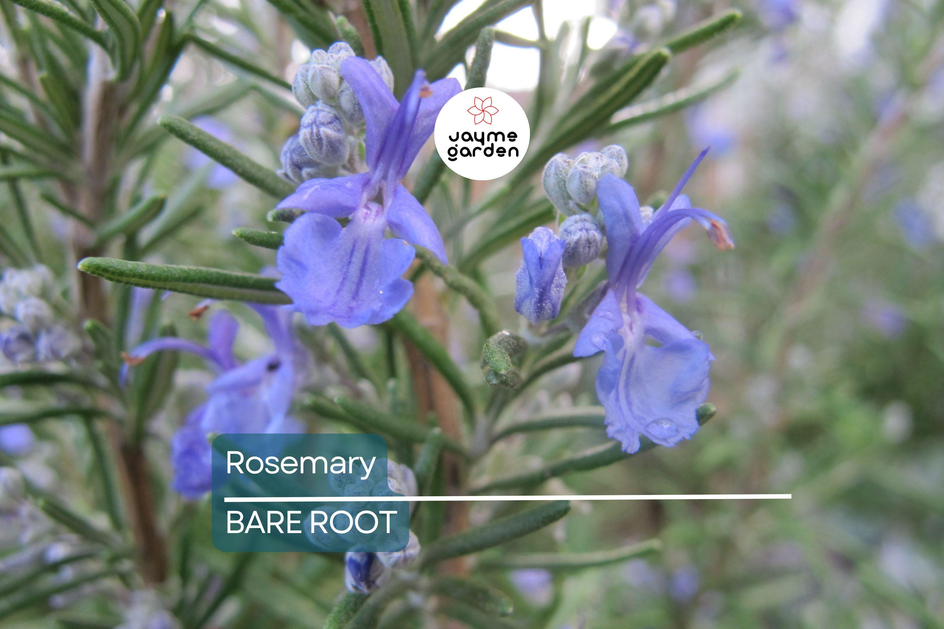 Organic Rosemary Herb Live Plant - Bare Rooted, Ready to Plant - Indoor/Outdoor Herb for Gardens