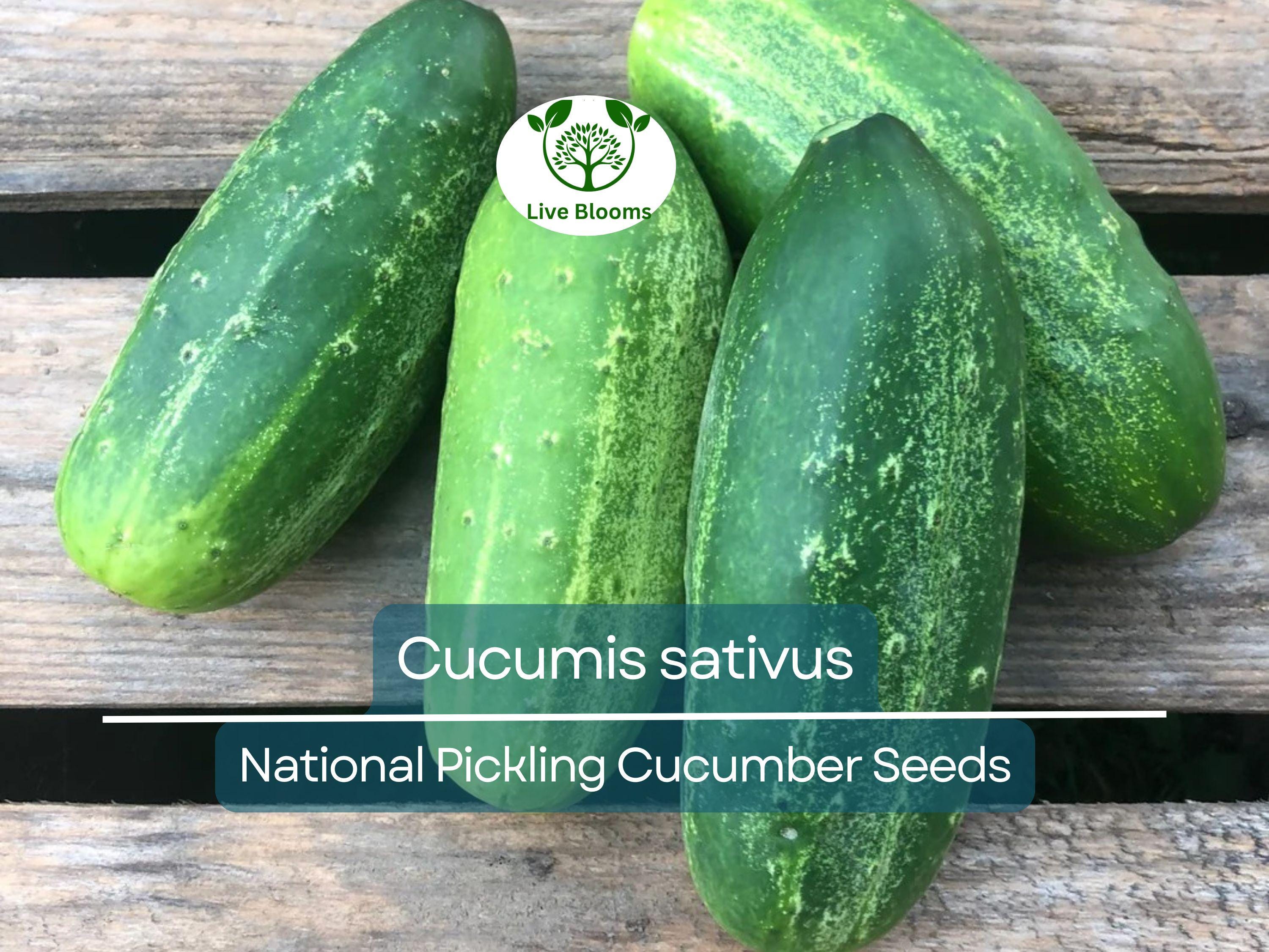 35 Seeds Cucumber National Pickling - Cucumis sativus | Heirloom Variety for Planting, Gardening & Ideal for Fresh Pickles