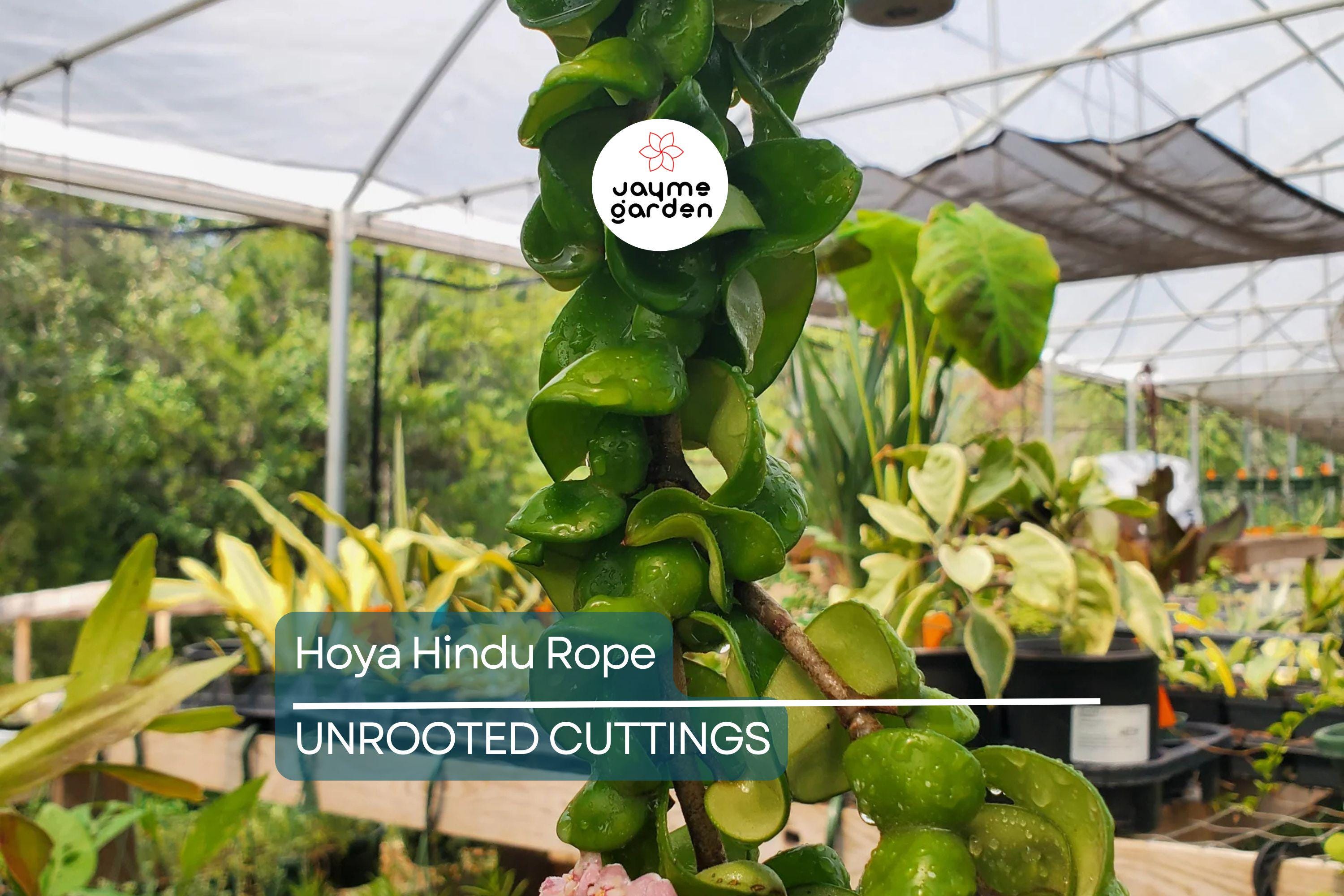 Hoya Hindu Rope Plant Cuttings | Unrooted 4-Inch Cuttings | Unique Indoor Plant | Easy Care | Lush Green Foliage