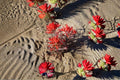 Castilleja angustifolia var. dubia – Northwestern Indian Paintbrush 300 Seeds | Native Wildflower | Pollinator & Restoration Plant