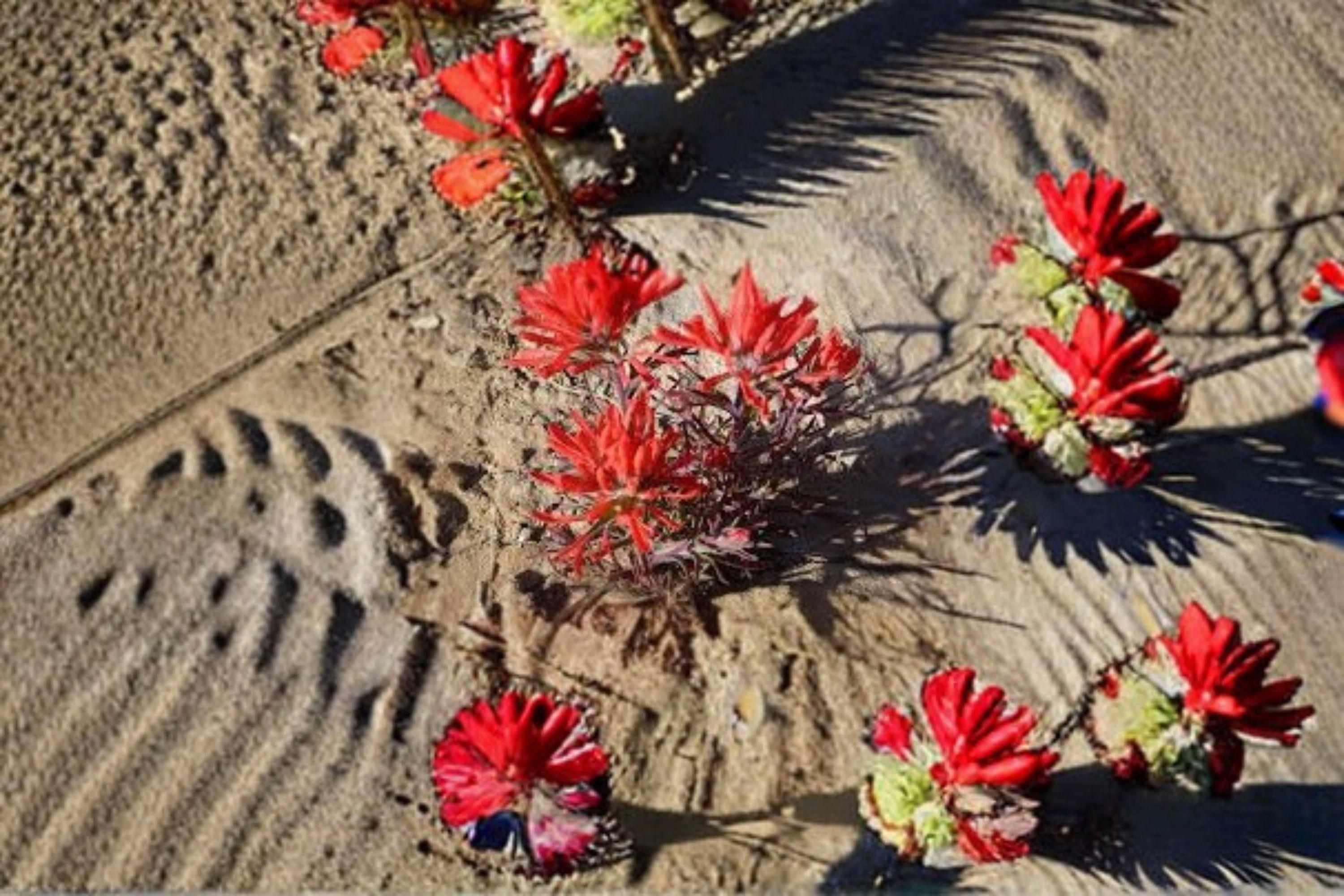Castilleja angustifolia var. dubia – Northwestern Indian Paintbrush 300 Seeds | Native Wildflower | Pollinator & Restoration Plant