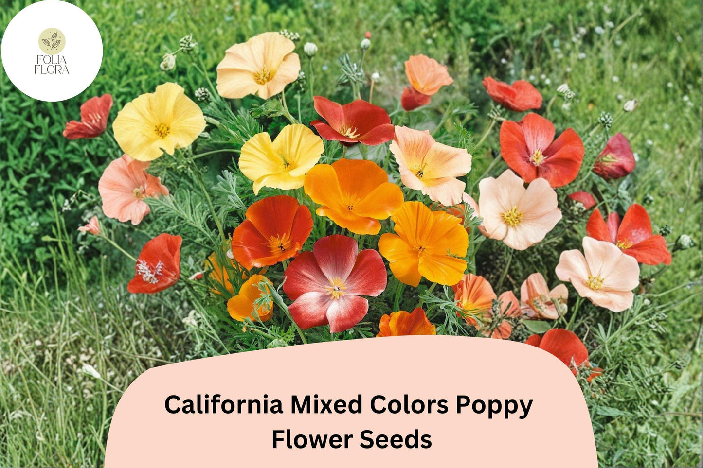 200+ California Mixed Colors Poppy Seeds for Garden Planting - Vibrant Wildflower Blend