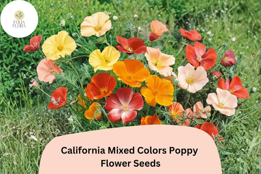 200+ California Mixed Colors Poppy Seeds for Garden Planting - Vibrant Wildflower Blend