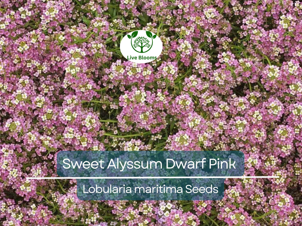 1000 Sweet Alyssum Dwarf Pink Seeds – Lobularia maritima, Fragrant Groundcover, Non-GMO, 4” Blooms, Attracts Butterflies