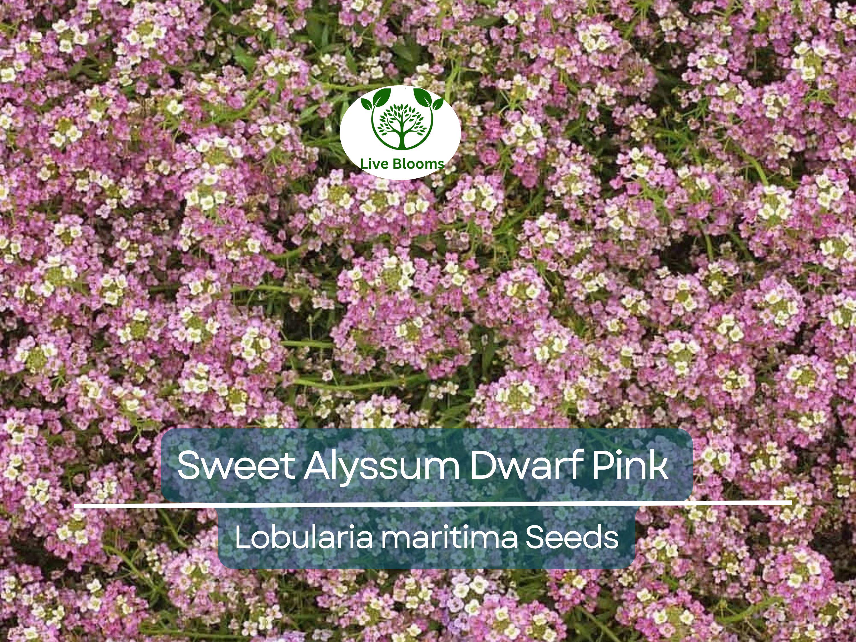 1000 Sweet Alyssum Dwarf Pink Seeds – Lobularia maritima, Fragrant Groundcover, Non-GMO, 4” Blooms, Attracts Butterflies