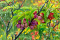 American Plum 2 Live Trees 2 ft Tall (Prunus americana) Native Fruit Tree