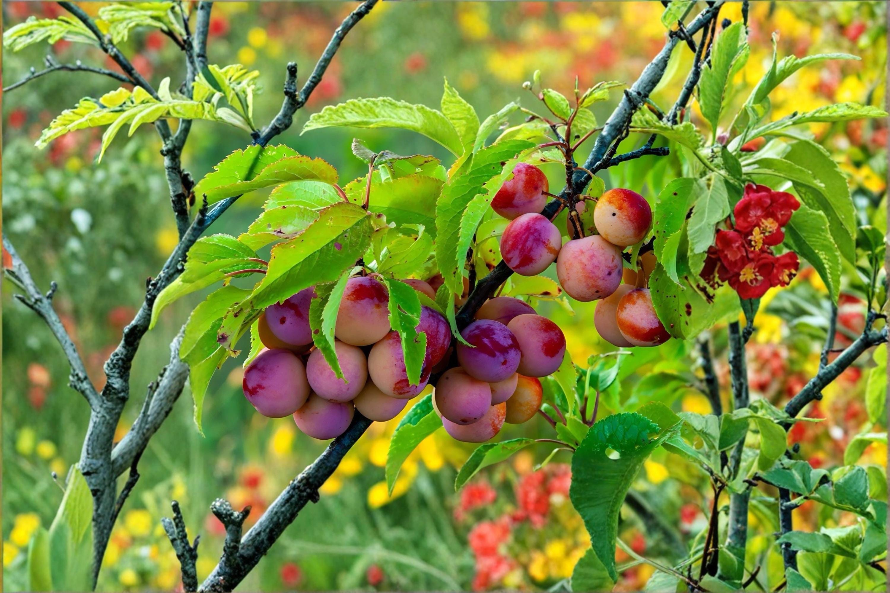 American Plum 2 Live Trees 2 ft Tall (Prunus americana) Native Fruit Tree