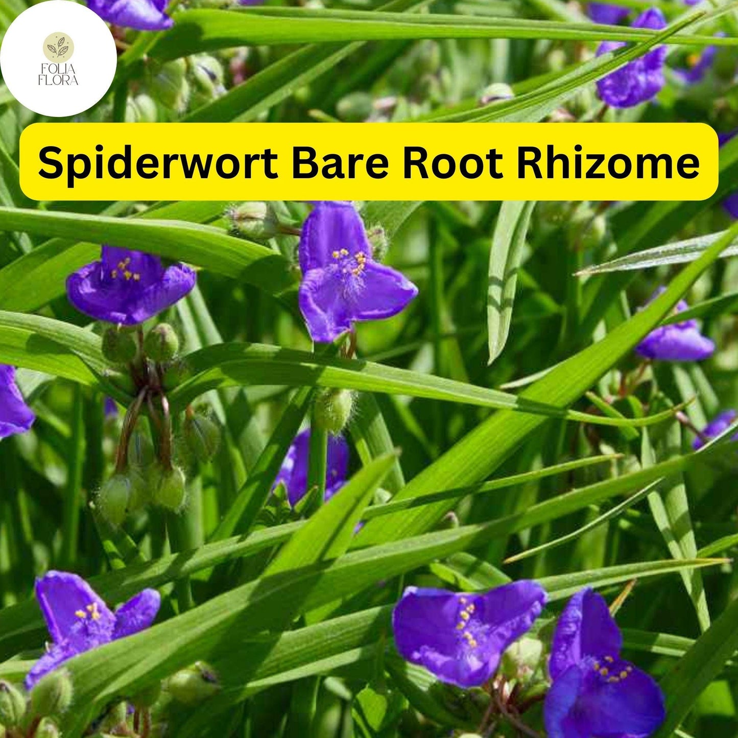 25 Spiderwort Plants (Tradescantia), Bare Root Rhizomes, Perennial with Purple Flowers