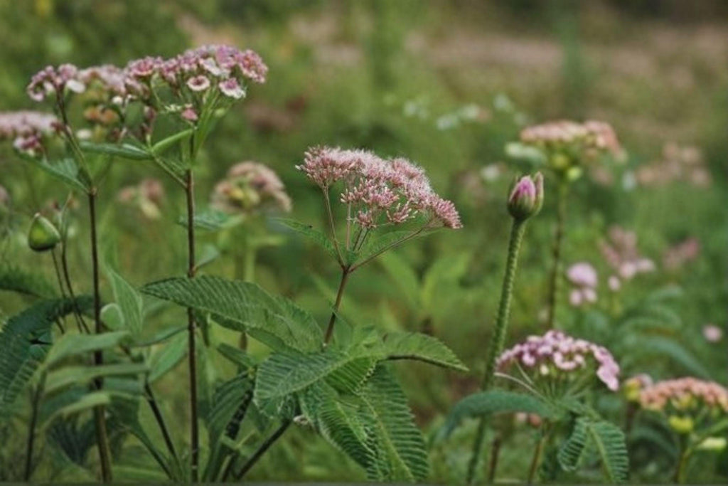 Eutrochium fistulosum/Hollow Joe-Pye Weed – 100 Seeds | Native Meadow Perennial | Tall Pollinator Plant | Monarch & Butterfly Favorite