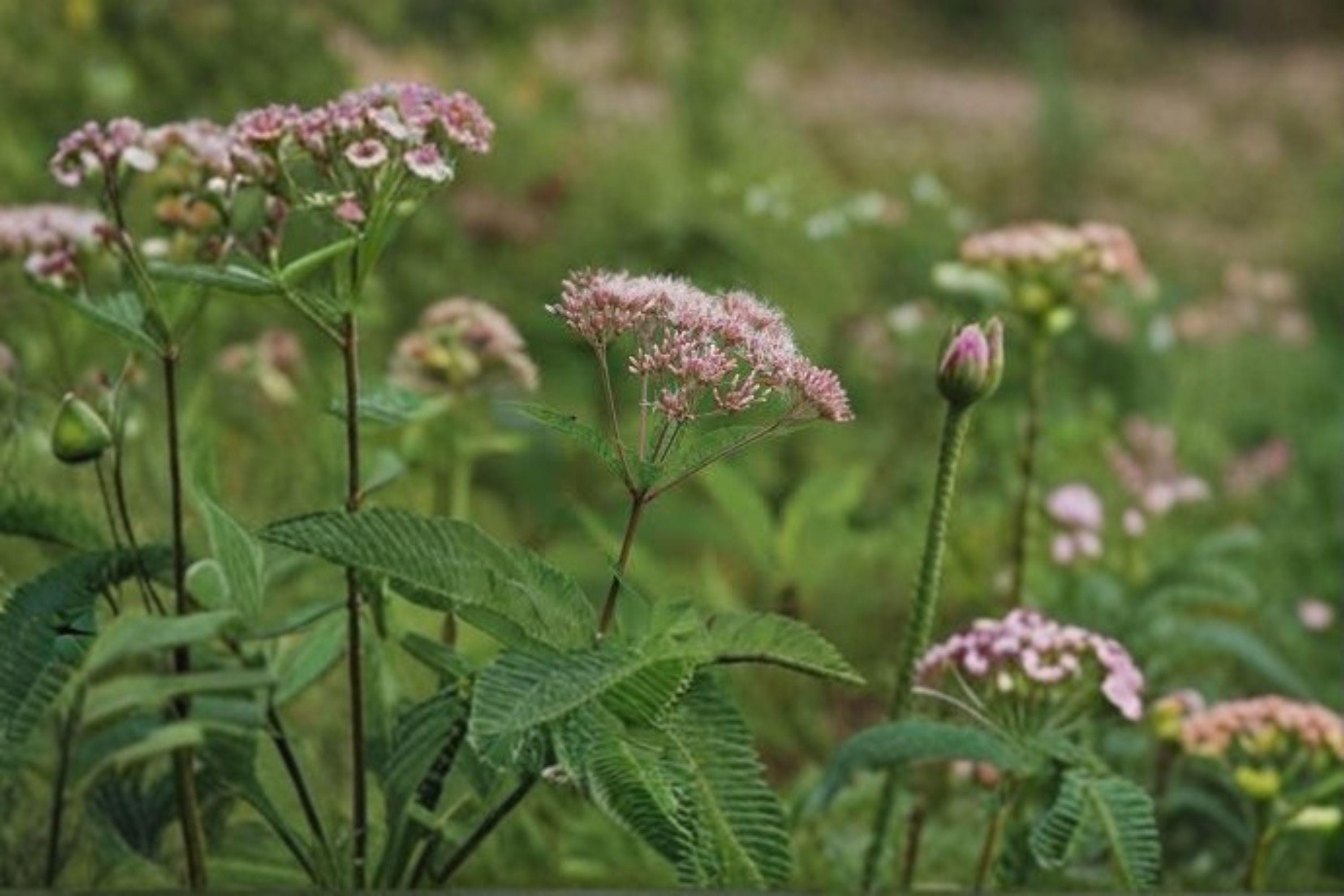 Eutrochium fistulosum/Hollow Joe-Pye Weed – 100 Seeds | Native Meadow Perennial | Tall Pollinator Plant | Monarch & Butterfly Favorite