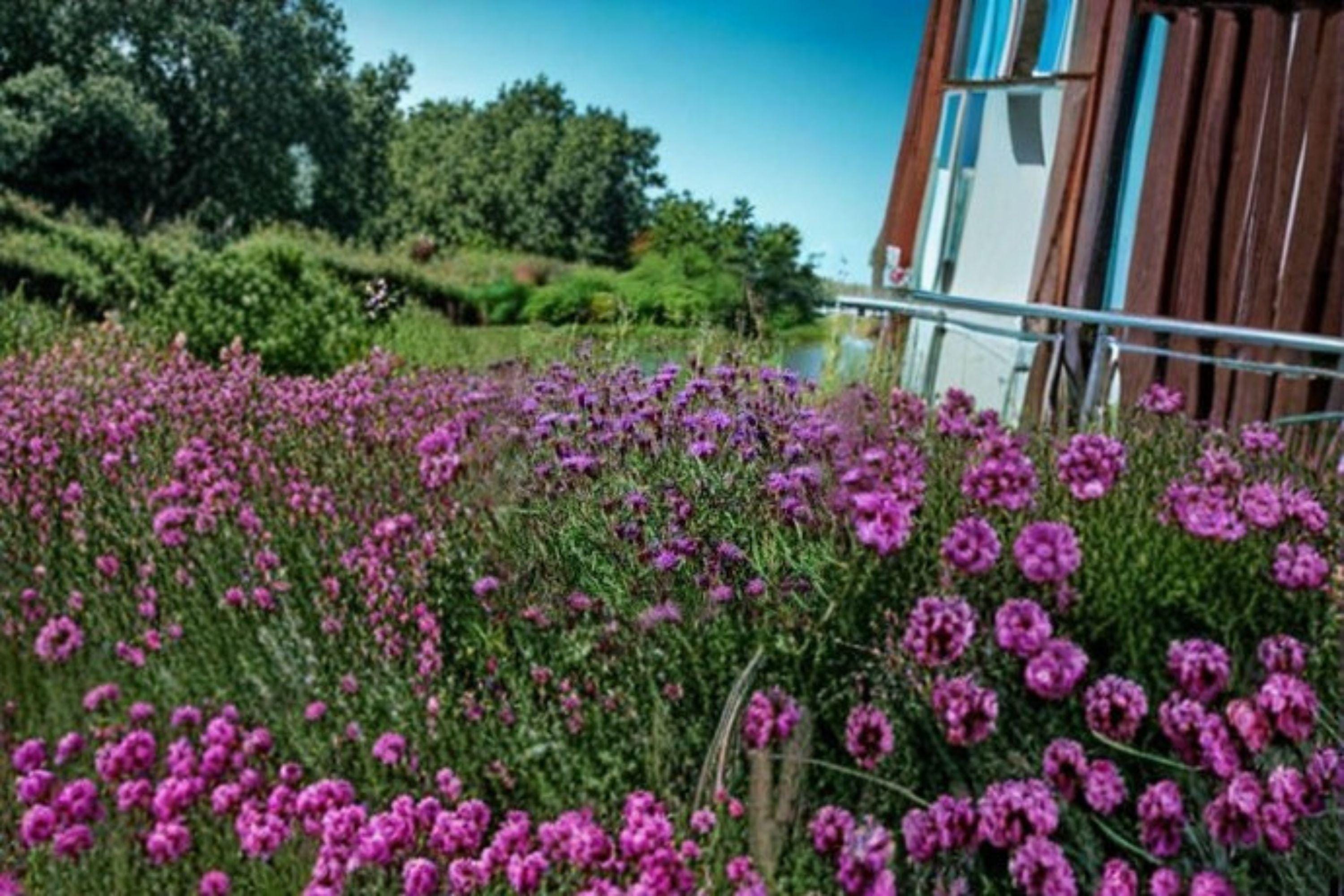 Vernonia Angustifolia Tall Ironweed Seeds – 100 Native Perennial Prairie Wildflower Seeds